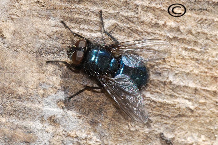 Calliphora vomitoria ?